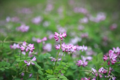 春花烂漫 景美田肥
