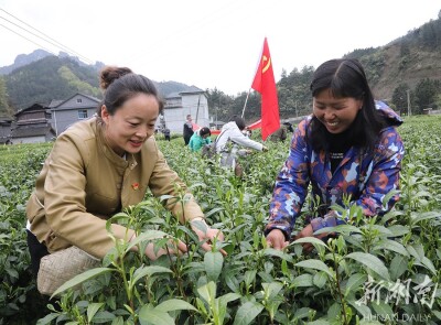 党员进茶园 助农采茶忙
