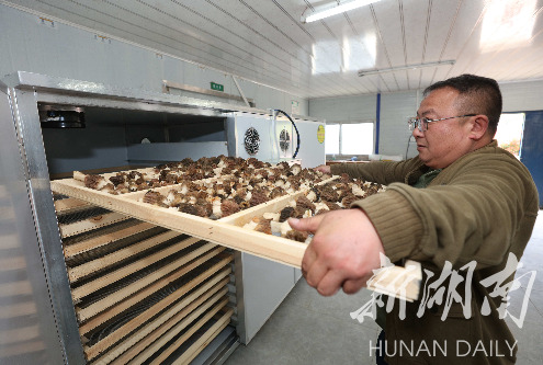 张家界市武陵源区：羊肚菌种植助农增收