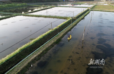 龙虾养殖助增收