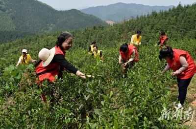 干群携手采摘谷雨茶