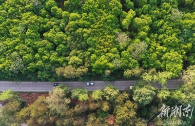 绿色公路