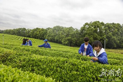 制茶技艺 薪火相传