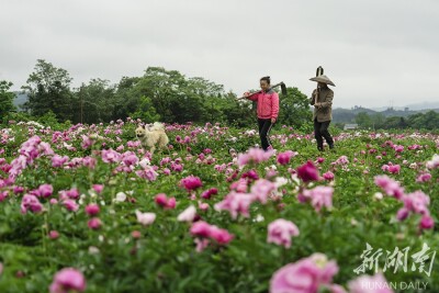 芍药花开 希望满园