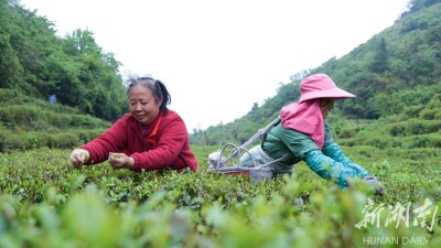 抢采 “谷雨茶”