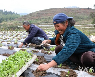 移栽蔬菜苗