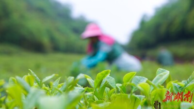 云雾”竞秀 香飘南岳