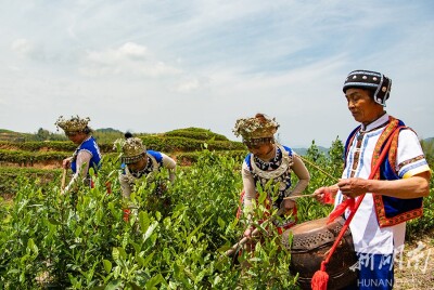 鼓点响 采茶香