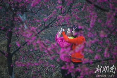 百花争春齐斗艳