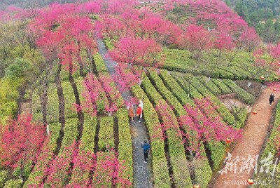 樱花盛开美乡村
