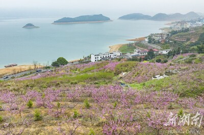 桃花映美东江湖