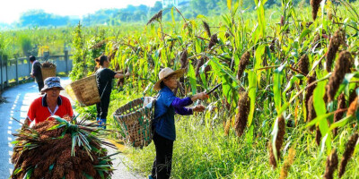 四川泸州：高粱红 抢收忙