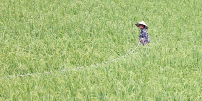 贵州岑巩：杂交水稻制种“赶花”忙
