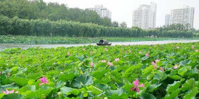 河北抚宁：夏荷引游人