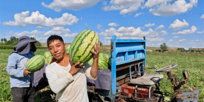 内蒙古无定河流域西瓜采摘忙