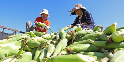 河北万全：鲜食玉米成熟上市