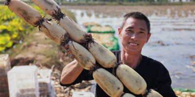 河北新河：莲藕收获忙