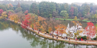 红叶黄花秋意晚