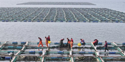 河北曹妃甸：海参秋捕忙