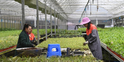 广西乐业：保护兰科植物