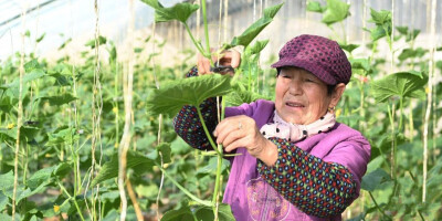 甘肃泾川：设施蔬菜冬季生产管理忙