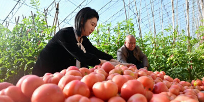 河北丰南：发展设施农业助增收