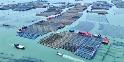 福建霞浦：北方海参 南迁过冬