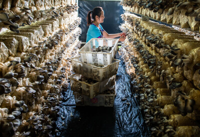 食用菌 助振兴