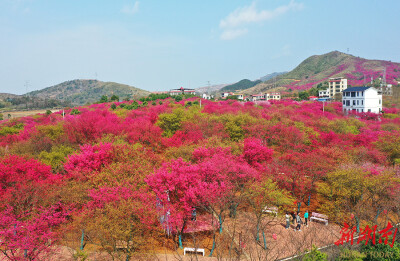 绚丽樱花引游人