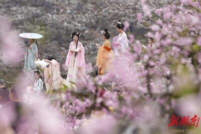 十里桃花 盛开山崖