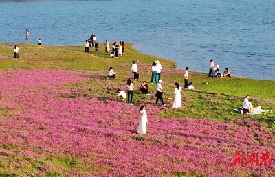紫色花海迎客来
