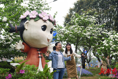 “玉盘”满树琼花开