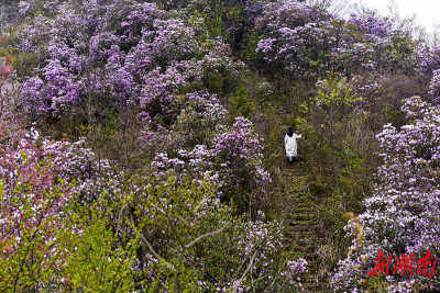 最美四月 繁花相约