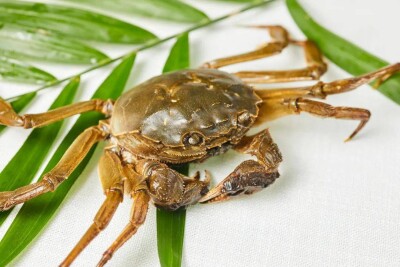 男子螃蟹 饮冰啤酒致急性痛风，聚餐吃蟹五类人群要忌口