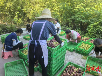 “无花果卖到马来西亚”  衡阳县文昌村：村集体经济突破百万元