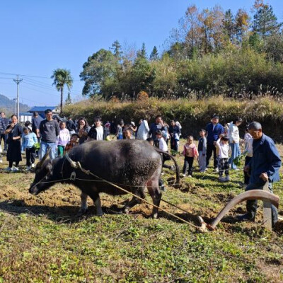 视频 | 四季流转 产业焕新——“蔚文之乡”凤凰县吉信镇有多美？