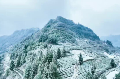古丈牛背山雪韵：一垄银装一垄春