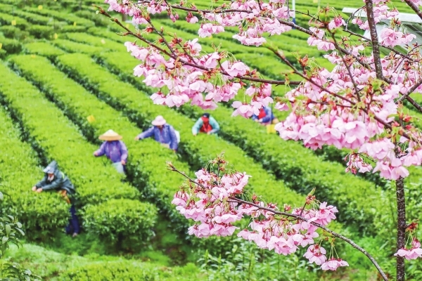 茶农冒雨采春茶@湖南日报