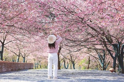 花为媒 助农富