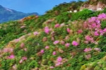 视频丨郴州五盖山：杜鹃花开 烂漫满山