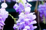 视频丨郴州：一站紫藤开满春 半帘花影沐清风