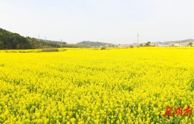 清风护楼区 监督促发展——岳阳楼区纪委监委以有力政治监督服务高质量发展纪实