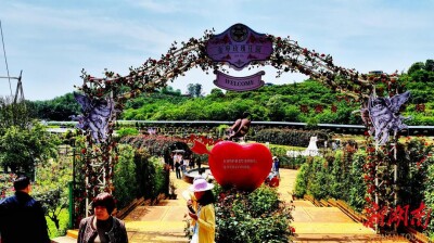 珠晖区：以花为媒促振兴 金甲玫瑰园盛装开园
