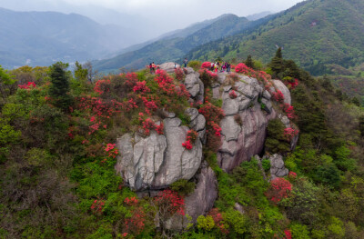 五一赏花去哪里？南岳杜鹃竞盛放 漫山霞色待客来