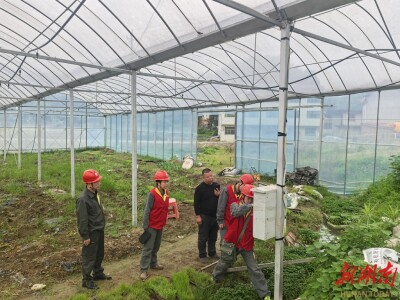 小小鸟窝差点让千亩秧苗“失温”？益阳供电公司主动服务，种粮大户心里踏实了