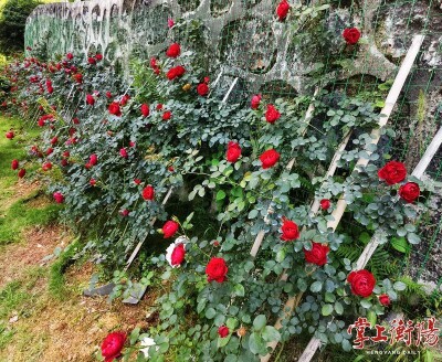 衡阳抗战纪念馆有扇月季“花墙”