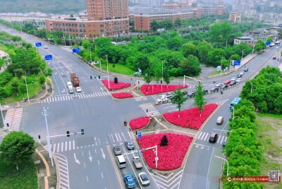 组图丨“西子伊人”月季扮靓交通岛