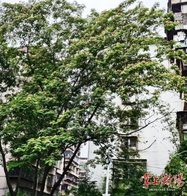 浪漫！合欢绽新颜，粉蕊报夏来