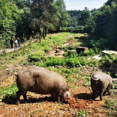 “保种+订单+冷链”！沙子岭黑猪跑出共富加速度