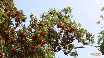 衡南：初夏喜上“梅”梢 好滋味抢鲜上市